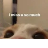 ~cute cats~ 16