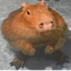 Capibara Moods 8