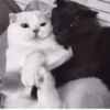 °᳝🤍 kittens @wwertyil :: 14