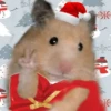 Animalitos en Navidad 9