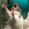 Ratitas Randoms 🧀 6