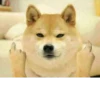 Doge / 11
