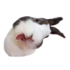 Sexy Animals 14