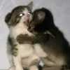 ~cute cats~ 17