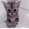°᳝🤍 kittens @wwertyil :: 15