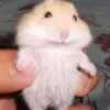 Hamstercitos 🐹 7
