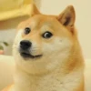 Doge / 13