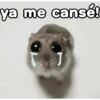 🐹 hamster triste🐹😟 20