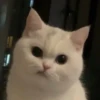 ~cute cats~ 18