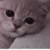 °᳝🤍 kittens @wwertyil :: 16