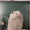 🐹Ratitas cutes🐹 10