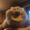 🐹Ratitas cutes🐹 11