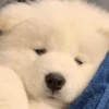 Imagens para o seu amor 15