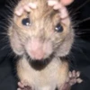 Ratitas Randoms 🧀 7