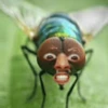 🦟Mira, una mosca 🦟 bzz 12