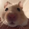 Hamstercitos 🐹 8