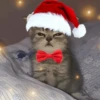 Animalitos en Navidad 12