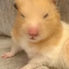 Hamstercitos 🐹 9