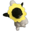 🌻💐 Flores amarillas 3 💐🌻  16