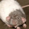 Ratitas Randoms 🧀 9
