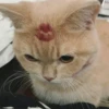~cute cats~ 19