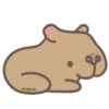 Capibara 10