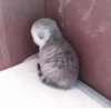 °᳝🤍 kittens @wwertyil :: 17