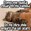 Como me gusta estar en mi camita En mi otra vida seguro fui un ácaro Kane_stickers