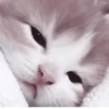 °᳝🤍 kittens @wwertyil :: 18