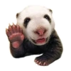Sexy Animals 16