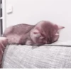 °᳝🤍 kittens @wwertyil :: 19