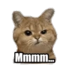 Michis memes 😹😼 9