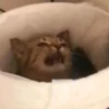 ~cute cats~ 20
