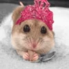 Hamstercitos 🐹 11