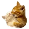 Sexy Animals 20