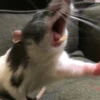 Ratitas Randoms 🧀 12