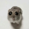 🐹 hamster triste🐹😟 24