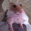 Hamstercitos 🐹 12
