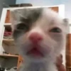 ~cute cats~ 21