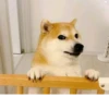 Doge / 21