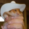 Hamstercitos 🐹 13