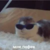 ~cute cats~ 22