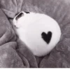 °᳝🤍 kittens @wwertyil :: 20