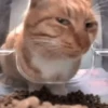 Imagens para o seu amor 20