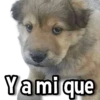 ☀️Animalitos con Frases 2🌼 12