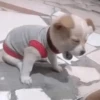 Imagens para o seu amor 21