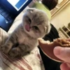 ~cute cats~ 23