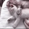 °᳝🤍 kittens @wwertyil :: 21