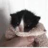 °᳝🤍 kittens @wwertyil :: 22