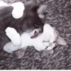 °᳝🤍 kittens @wwertyil :: 23